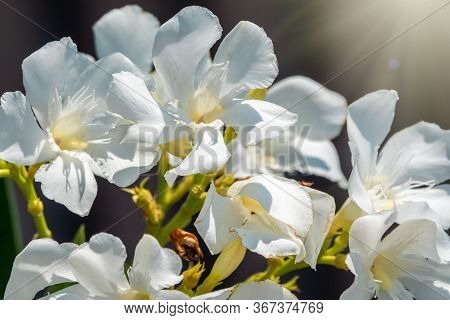Beautiful White And Yellow Nerium Oleander Flower Plant Blossom In Tropical Garden. Nerium Oleander 