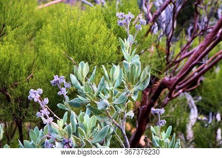 Chaparral Plants Including Purple Flower Blossoms Besides Green Plants Taken At An Elfin Chaparral W