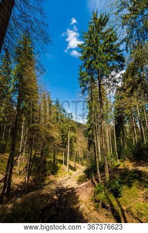 Spring Trekking Beskidy Rysianka Romanka