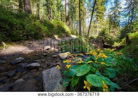 Spring Trekking Beskidy Rysianka Romanka