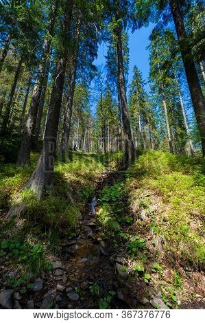 Spring Trekking Beskidy Rysianka Romanka