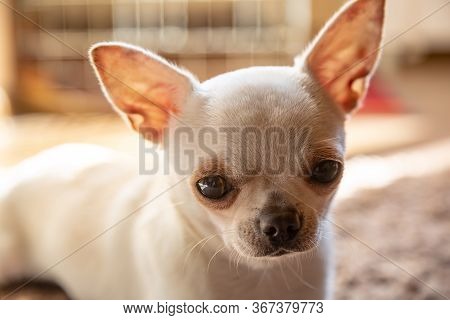 A Cream Chihuahua Dog Lies In A Flat Apartment On The Carpet In The Sun And Looks At The Viewer.clos