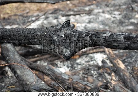 Charred Part Of A Tree On A Blurred Background Close Up, Consequence Of The Forest Fire. Environment