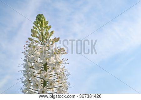 Foxtail Lily White Flower Closeup With Copy Space For Text. Flower Is Referred As Eremurus Or Desert