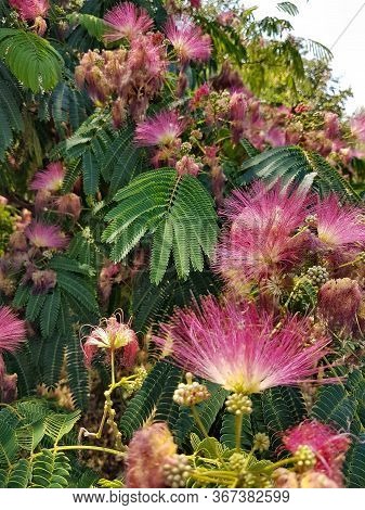 Some Nice Unknown Flower. The Flower Grows In Croatia. Very Beautiful In Reality.