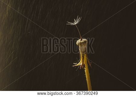 Single Dandelion Seed With Droplets On A Dandelion With Sun Flare