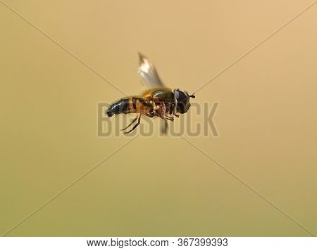 European species of hoverfly (epistrophe eligans) flying