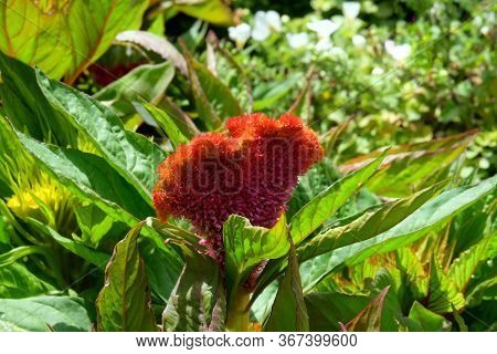 Red Celosia Comb Flower (lat.- Celosia Cristata) In The Garden