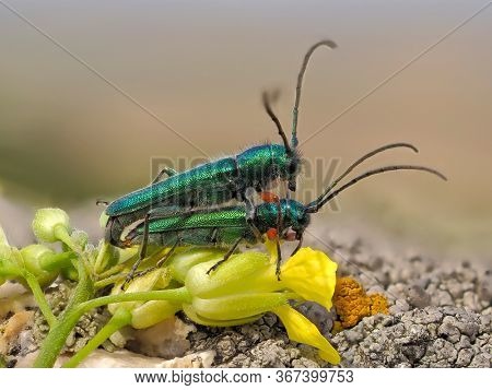 Phytoecia caerulea (longhorn beetle) in natural habitat during mating ritual