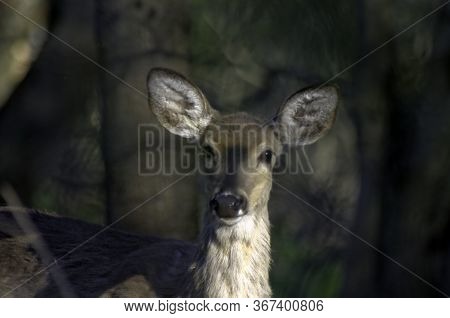A White-tailed Deer Looks Toward The Photographer At Lynde Shores Conservation Area, Whitby, Ontario