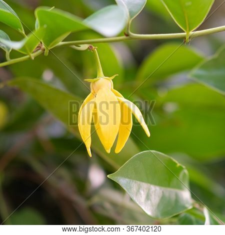 Climbing Ylang-ylang, Climbing Ilang-ilang, Manorangini, Hara-champa , Ylang Ylang Flower Blooming O