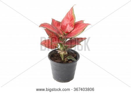 Colorful Aglaonema Plants In Pot Isolated On White Background. Common Name: Aglaonema Scientific Nam