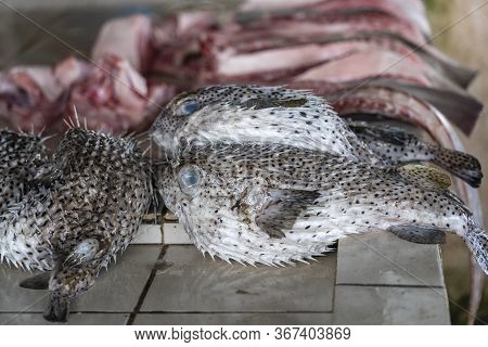 Blowfish Or Pufferfish Or Balloonfish Or Globefish For Sell At The Street Food Market In Kota Kinaba