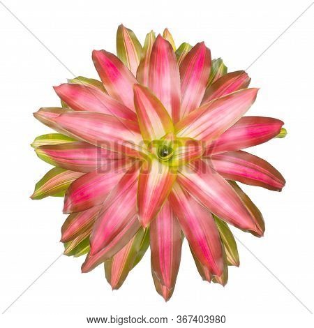 Bromeliad Isolated On White Background. Top View