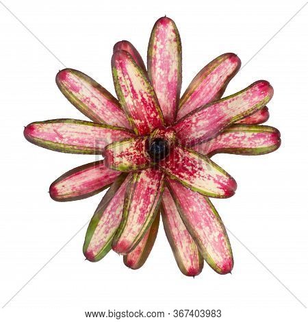 Bromeliad Isolated On White Background. Top View