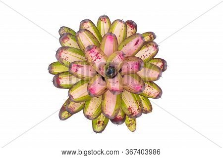 Bromeliad Isolated On White Background. Top View