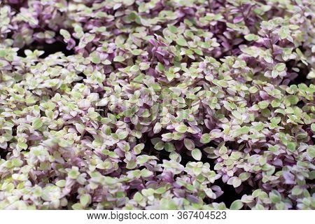 Callisia Repens,love Man Tree,callisia In The Garden,mini Turtle Plant  Background