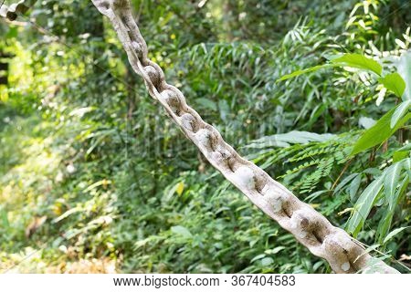 Thai Herb Name Bauhinia Scandens L. Var. Horsfieldii (miq.) Growing In Forest In Thailand. Monkey La