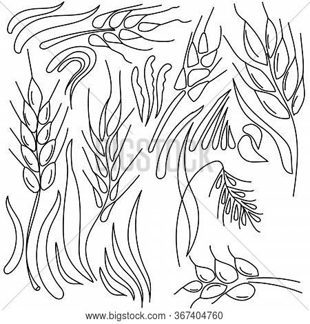Set Of Doodle Vector Spikelets, Herb Details For Design And Creativity