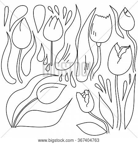 Doodle Tulips Vector Set, Flowers And Doodle Elements For Design And Creativity