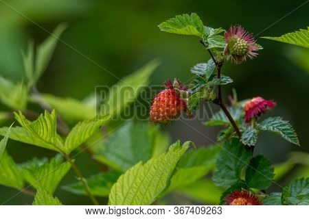 A Picture Of Some Salmonberries.   Vancouver Bc Canada