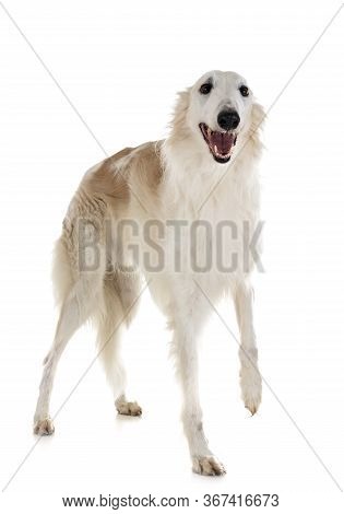 White Borzoi In Front Of White Background