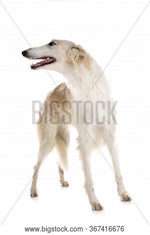 White Borzoi In Front Of White Background