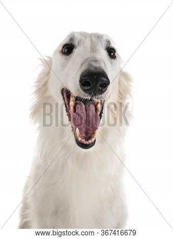 White Borzoi In Front Of White Background