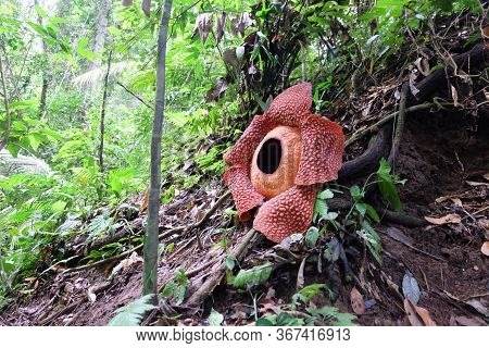 Full-bloomed Rafflesia Arnoldii Flower In Bengkulu Forest