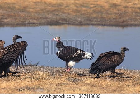 The White-headed Vulture (trigonoceps Occipitalis) Sitting Near The Water.