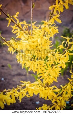 Beautiful Yeallow Flowers In The Home Garden