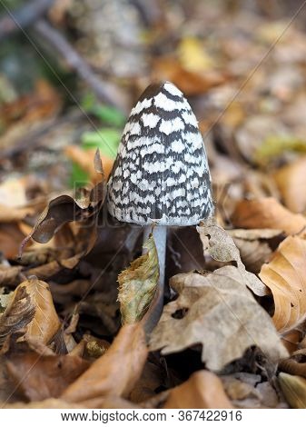 A Mushroom With Spots On The Forest Floor.