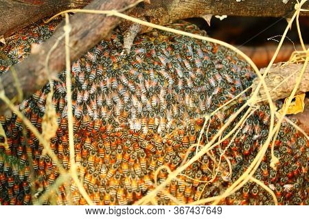 Bright Selective Focus Points Of Bees On Honeycomb Hanging From Dry Jujube Wood In Nature, Swarm Bee