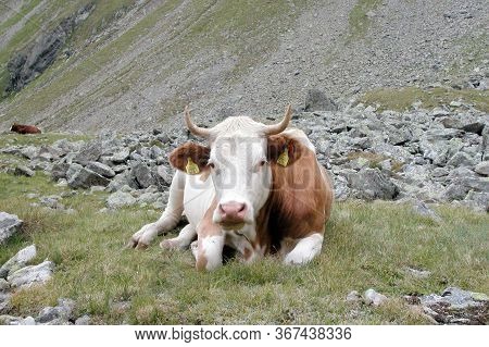 Cattle Grazing In The Alps