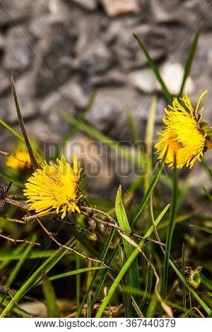 Yellow Dandelion In Urban Environment. Dandelion Plant With A Fluffy Yellow Bud. Yellow Dandelion Fl