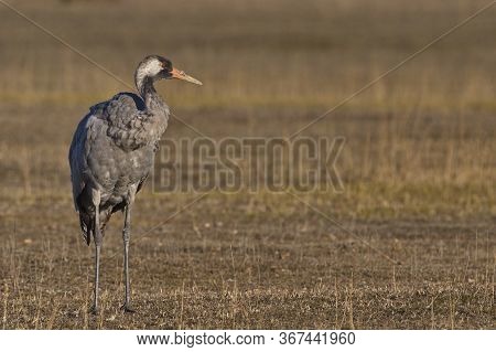 Common Crane (grus Grus)
