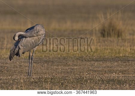 Common Crane (grus Grus)