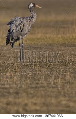 Common Crane (grus Grus)