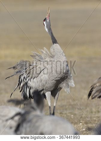 Common Crane (grus Grus)
