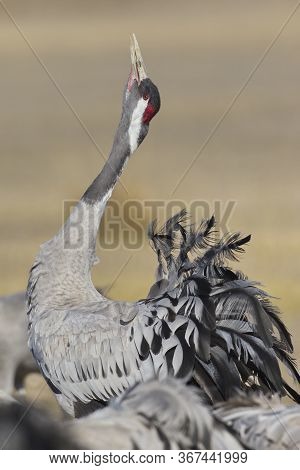 Common Crane (grus Grus)