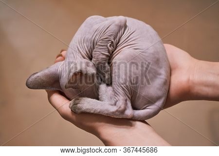 Woman Holding Little Baby Sphinx 2 Month Old In Her Hand.