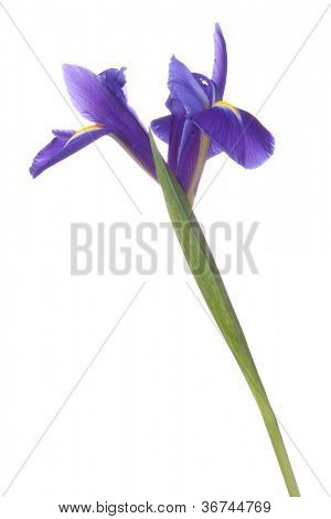 Blå iris eller blueflag blomst isoleret på hvid baggrund