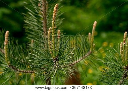 Close-up Of Young Long Shoots On Pine Pinus Densiflora Umbraculifera With Females Cones 2th Year. Su