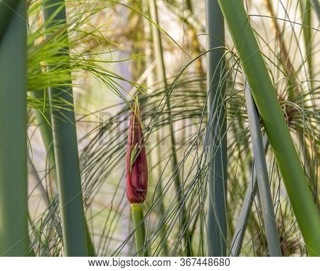 Full Frame Closeup Shot Showing Some Nile Grass Vegetation