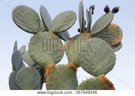 Low Angle Closeup Shot Showing A Prickly Pear Cactus Light Blue Back
