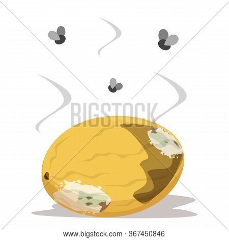 Rotten melon vector isolated. Insects flying above the damaged fruit. Food waste, fungus on the product. Bad smell.