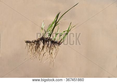 Sweet-flag. Freshly Dug Plant With Leaves And Rhizome.