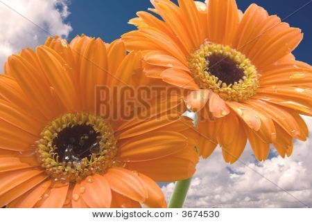 Stokrotka na błękitne niebo