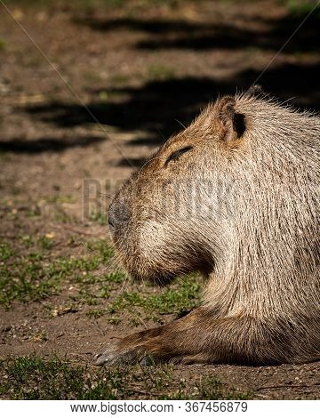 Portrait Of A Capivara Sleeping In A Zoo, Sunny Day In Spring