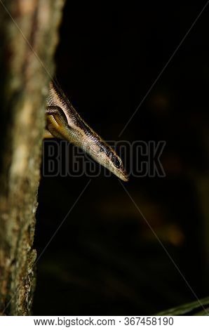 Seychelles Skink (trachylepis Sechellensis). Portrait In The Night